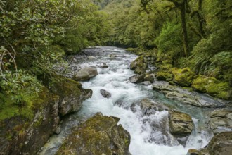 Natural scenery around the Chasm Falls at Cleddau River at the South Island of New Zealand