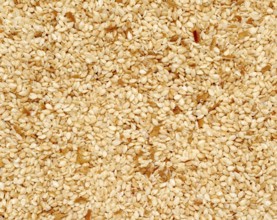 Full frame closeup of mostly sesame seeds