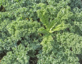 Sunny illuminated cabbage plants closeup
