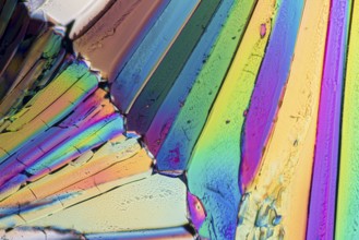 Colorful micro crystals of liqueur in polarized light