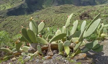 Opuntia cactus at La Gomera, one of the Canary Islands in Spain