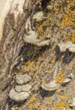 Some Conks on a lichen-overgrown tree trunk in sunny ambiance