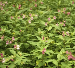 Flower named Policemans helmet in green leavy ambiance