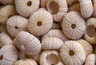 Full frame shot showing lots of sea urchin tests
