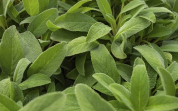 Full frame green salvia leaves background