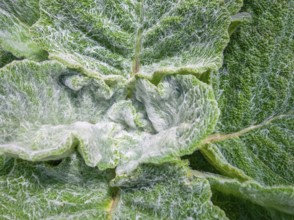 Full frame white-felted green leaves background