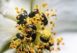 Macro shot showing lots of common pollen beetles in a flower head