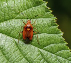 Macro shot showing the dorsal view of a Deraeocoris olivaceus mirid bug on a green leaf