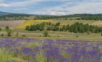 Lavender fields near Mont Ventoux, a mountain in the Provence region of southern France