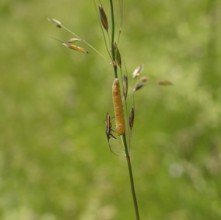 Meadow plant bug resting on a yellow caterpillar on a grass stipe in green ambiance