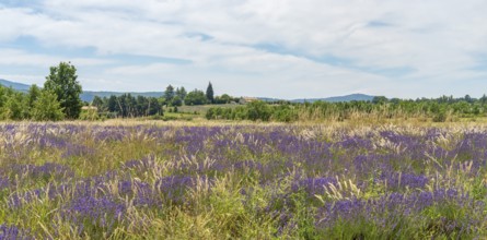 Lavender field near Mont Ventoux, a mountain in the Provence region of southern France