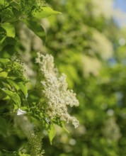 Closeup shot of some elderflowers in sunny ambiance
