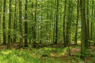 Sunny scenery in a idyllic forest at early summer time