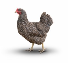 Sideways shot of a Plymouth Rock chicken isolated in white back with shadow