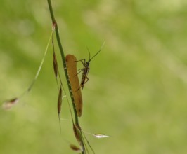 Meadow plant bug resting on a yellow caterpillar on a grass stipe in green ambiance