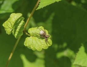 Wolf spider with egg sac resting on a green leaf in sunny ambiance