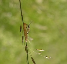 Meadow plant bug resting on a yellow caterpillar on a grass stipe in green ambiance