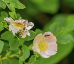 Spotted longhorn beetle on a dog rose flower in natural ambiance