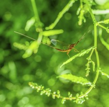 Sideways shot of a mayfly resting on a leaf in green vegetation ambiance