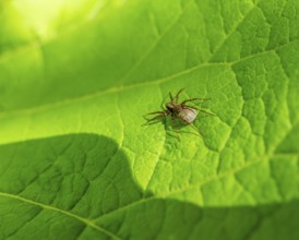 Rear view of a wolf spider with egg sac resting on a green leaf in sunny ambiance