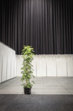DEU Germany Germany Berlin A plant in front of an empty stand is intended to conceal the loss of