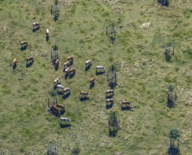 Aerial view, cows, cattle on pasture, near Münsterstraße and St.Josef senior centre, Hamm, Ruhr