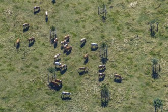 Aerial view, cows, cattle on pasture, near Münsterstraße and St.Josef senior centre, Hamm, Ruhr