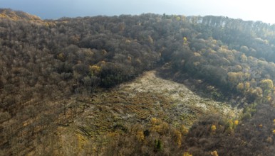 Aerial photo, forest, Harkortberg, Harkortrsee, forest damage, Herdecke, Ruhr area, North