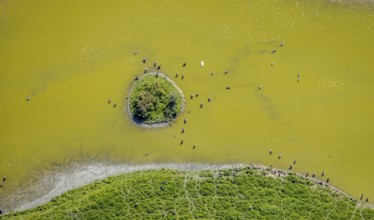 Aerial view, pond with island and water birds in the Lippe floodplains, Hamm, Ruhr area, North