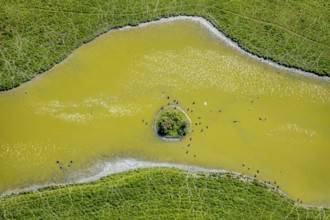 Aerial view, pond with island and water birds in the Lippe floodplains, Hamm, Ruhr area, North