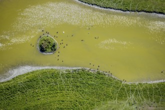 Aerial view, pond with island and water birds in the Lippe floodplains, Hamm, Ruhr area, North