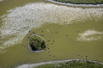 Aerial view, pond with island and water birds in the Lippe floodplains, Hamm, Ruhr area, North