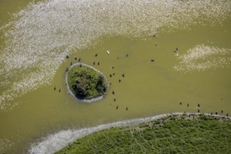 Aerial view, pond with island and water birds in the Lippe floodplains, Hamm, Ruhr area, North