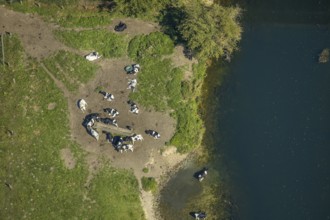 Aerial view, cows in the Lippe floodplains, river Lippe, Hamm, Ruhr area, North Rhine-Westphalia,