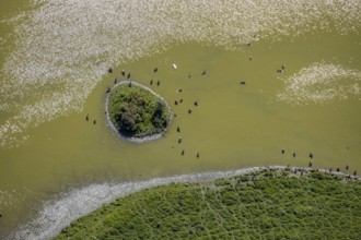 Aerial view, pond with island and water birds in the Lippe floodplains, Hamm, Ruhr area, North