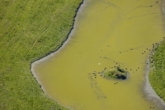Aerial view, pond with island and water birds in the Lippe floodplains, Hamm, Ruhr area, North