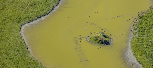 Aerial view, pond with island and water birds in the Lippe floodplains, Hamm, Ruhr area, North
