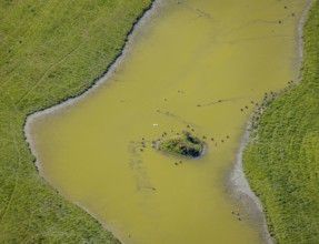 Aerial view, pond with island and water birds in the Lippe floodplains, Hamm, Ruhr area, North