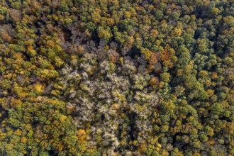 Aerial view, Pilsholz Forest, Rhynern, Hamm, Ruhr area, North Rhine-Westphalia, Germany, DE,
