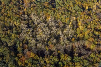 Aerial view, Pilsholz Forest, Rhynern, Hamm, Ruhr area, North Rhine-Westphalia, Germany, DE,