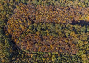 Aerial view, Hüls Wald Caldenhofer Weg, Rhynern, Hamm, Ruhr area, North Rhine-Westphalia, Germany,