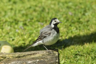 Wagtail with open beak looking right on tree trunk in green grass, Buchhofen, Bavaria, Germany