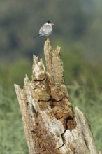 Common tern young bird sitting on tree stump looking right, Hofdorf, Bavaria, Germany
