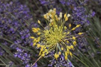 Yellow leek inflorescence with many yellow flowers in front of purple flowers, Buchhofen, Bavaria,