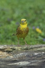 Yellowhammer standing on tree trunk in green grass looking from the front, Buchhofen, Bavaria,