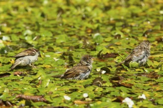 Tree sparrow three birds sitting on aquatic plants seeing differently, Buchhofen, Bavaria, Germany