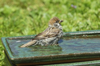 House sparrow sitting on table with water in green grass looking right, Buchhofen, Bavaria, Germany