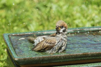 House sparrow sitting on table with water in green grass looking from front left, Buchhofen,