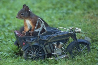 Squirrel leaning on motorcycle in green grass looking left, Buchhofen, Bavaria, Germany