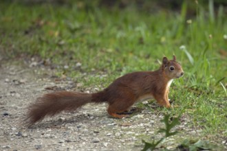 Squirrel standing on ground looking right, Buchhofen, Bavaria, Germany